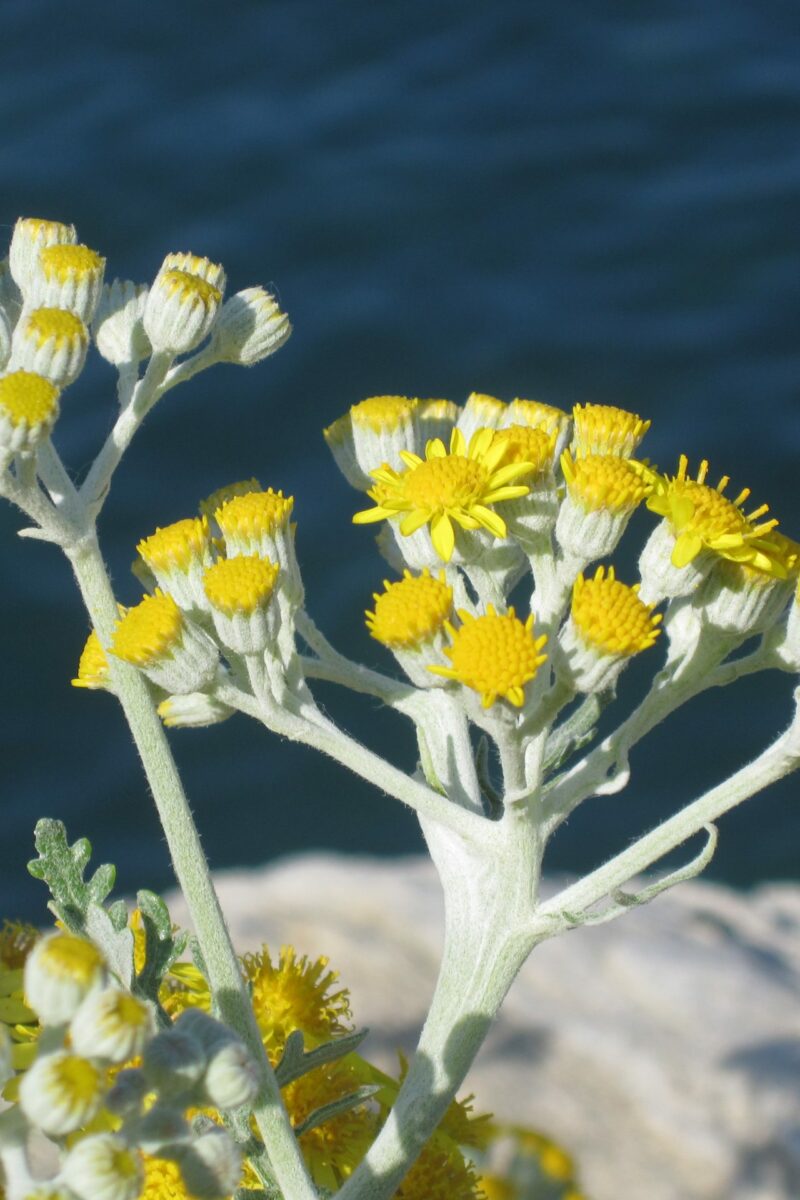 Helichrysum Age Rewind Face Serum
