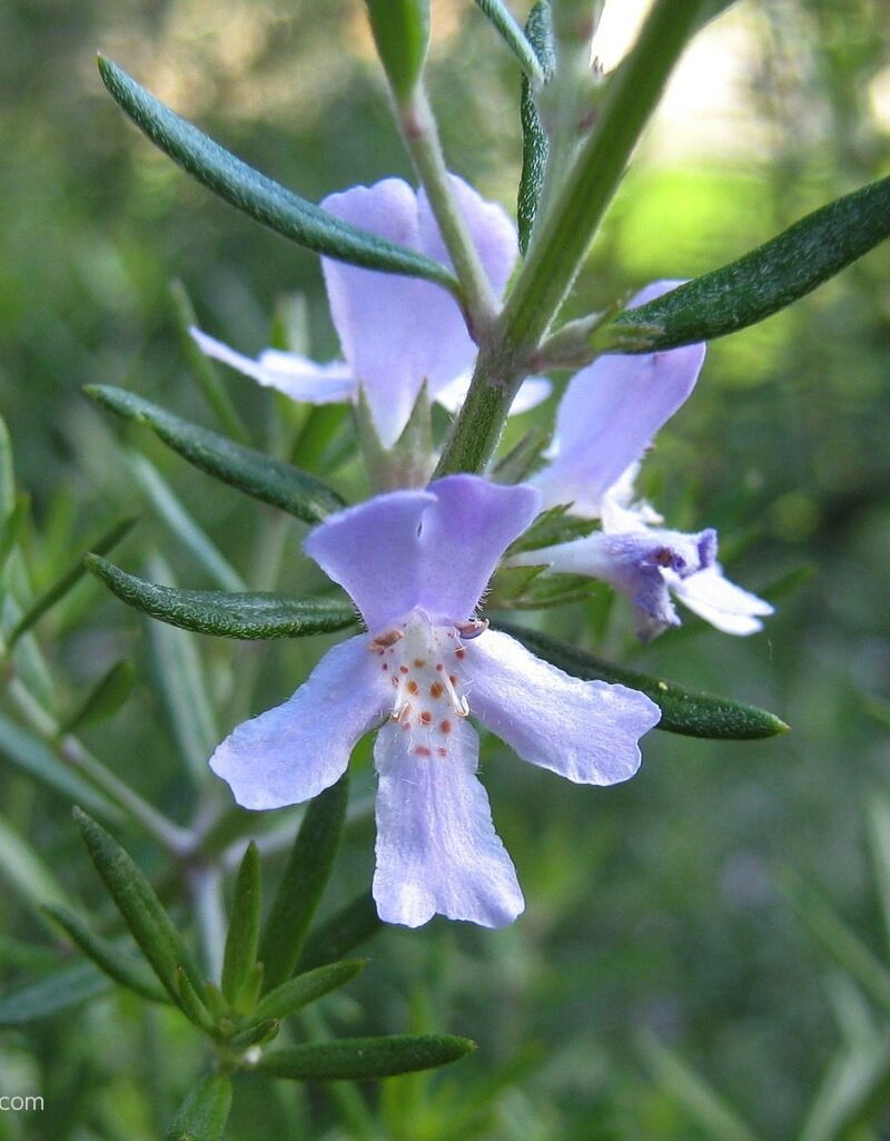 Pearls of Wisdom – Memory & Cognitive Tonic