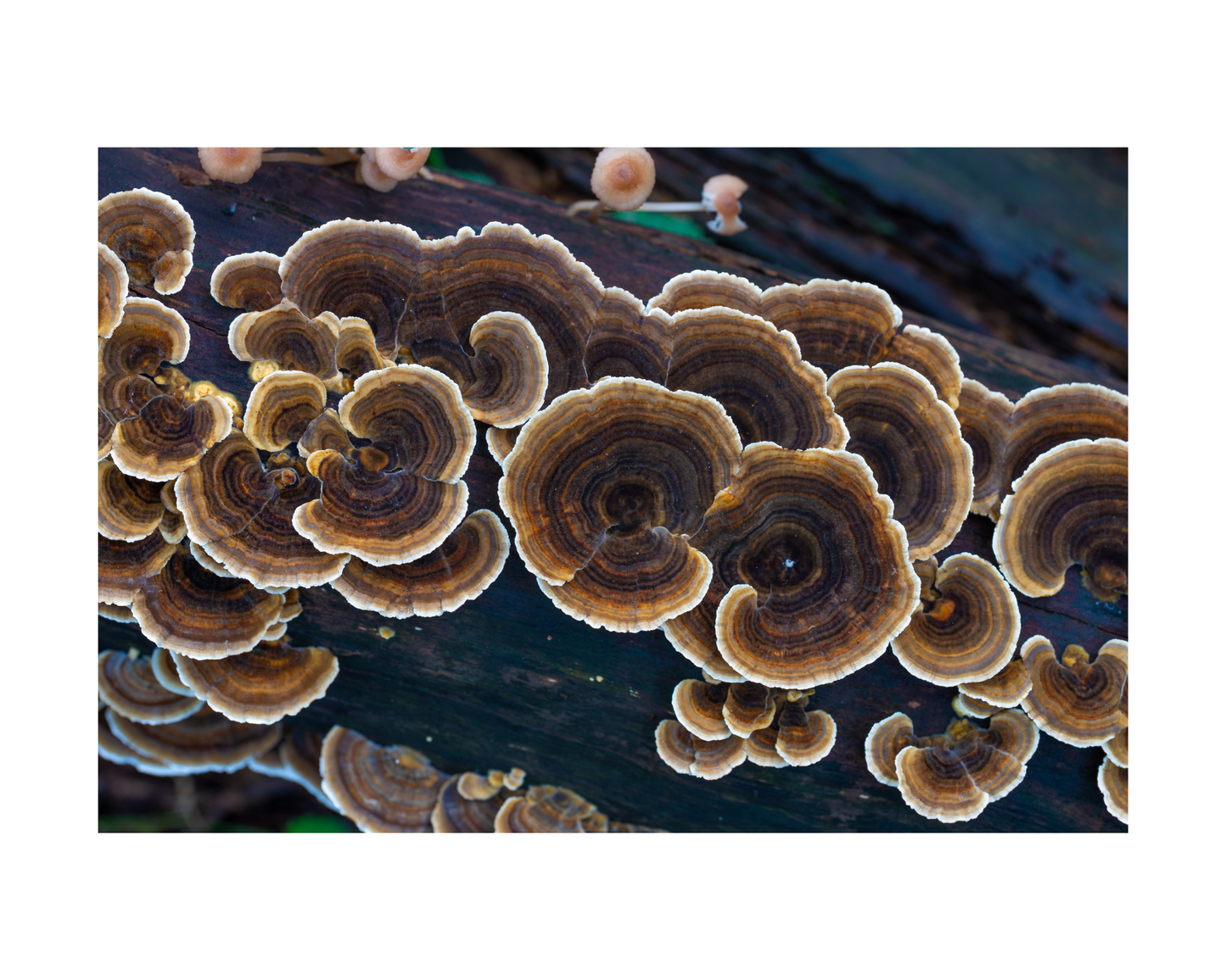 Mushroom and Adaptogen Cocoa