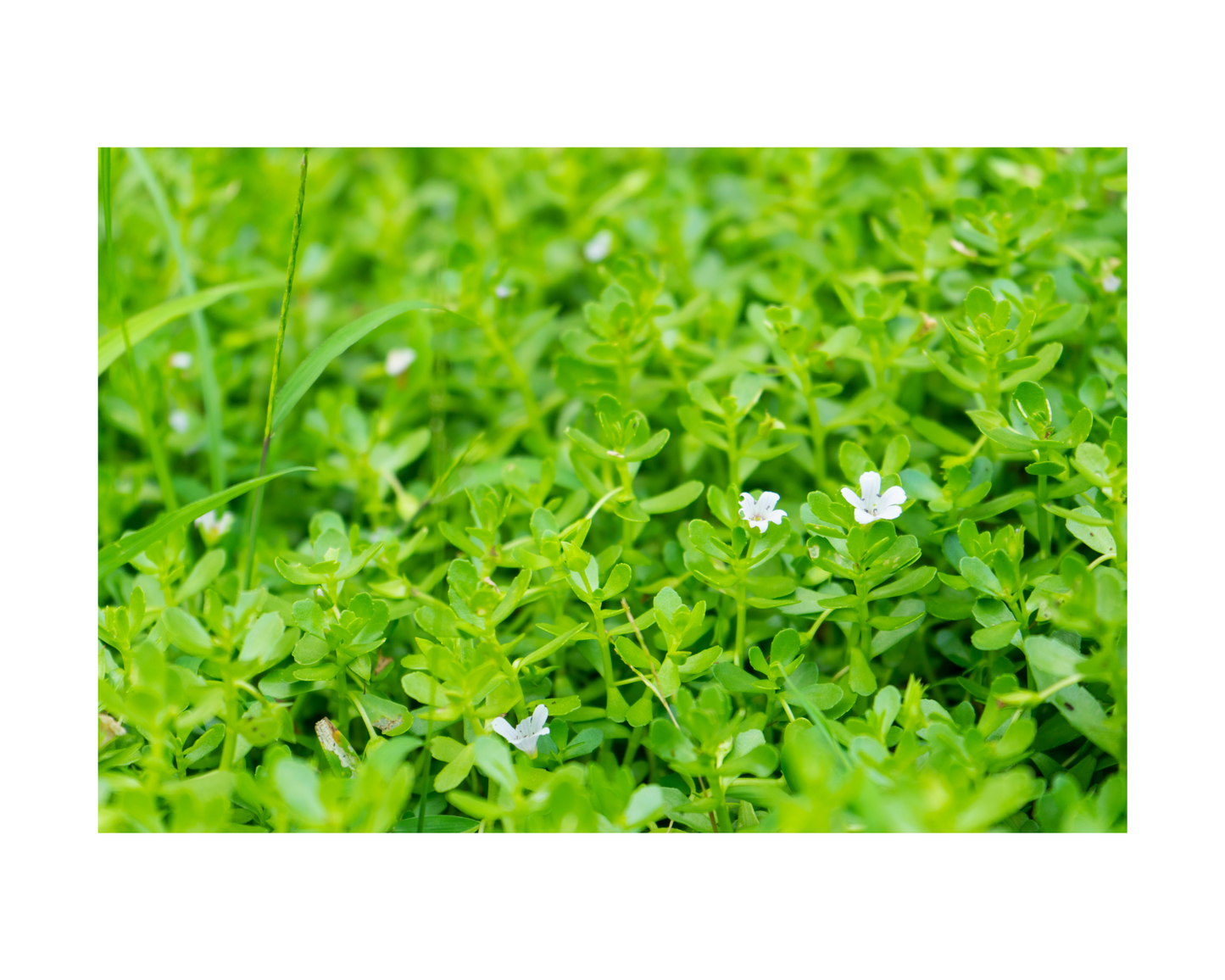 Bacopa