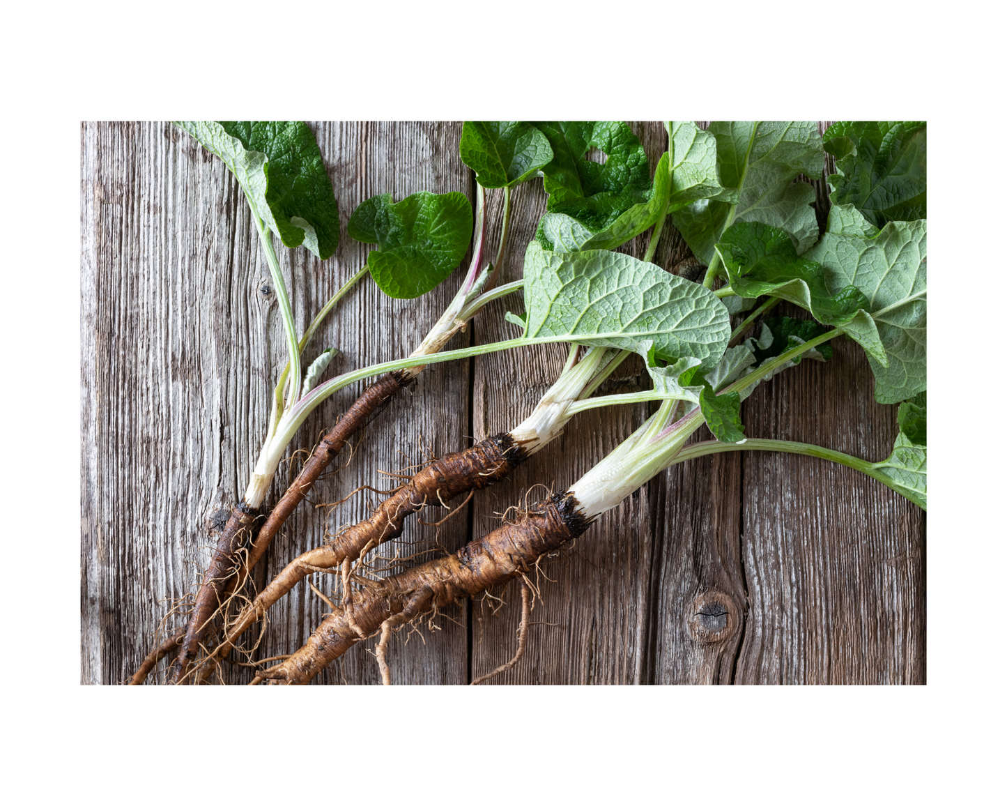 Burdock Root