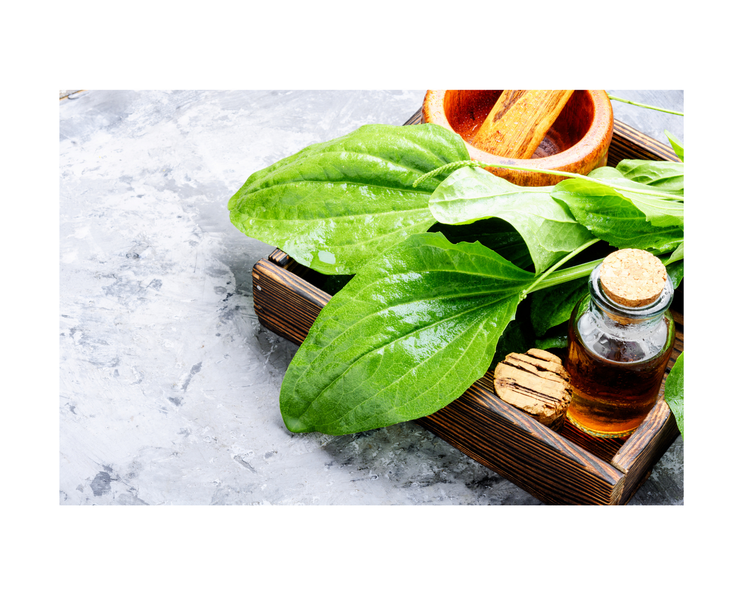 Dry Skin Support Herbal Cream