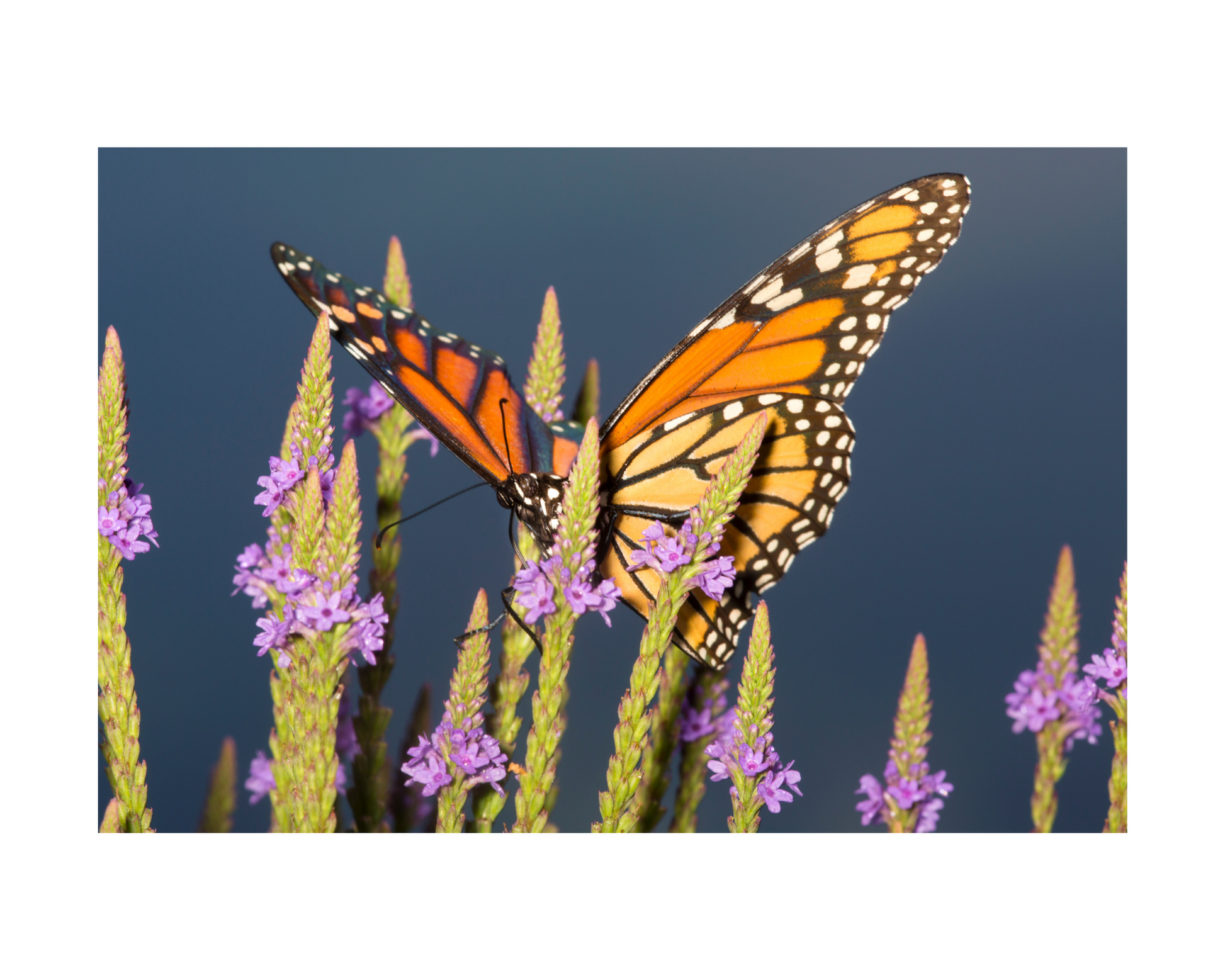 Blue Vervain