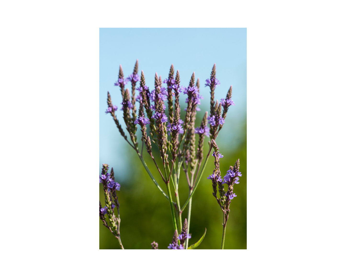 Blue Vervain