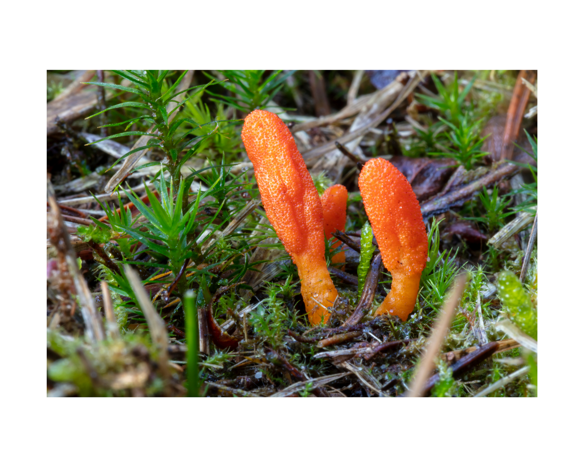 Cordyceps