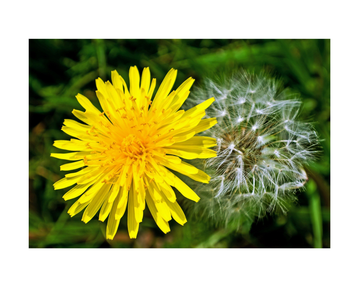 Dandelion