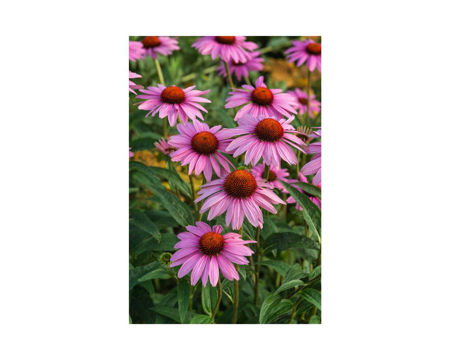 Elderberry Feel Well - #1 Seasonal Seller