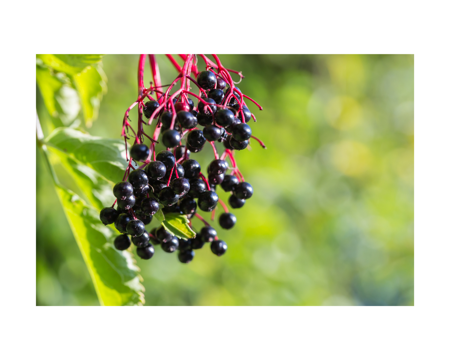 Elderberry Feel Well - #1 Seasonal Seller