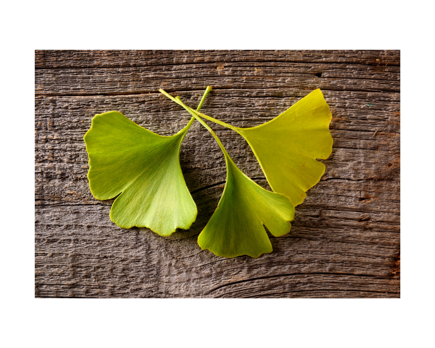 Gingko Biloba